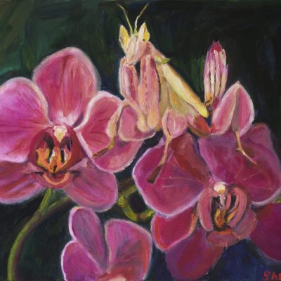 Pray mantis orchid Pray mantis orchid